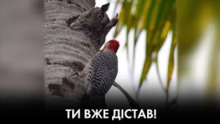 Вугілля немає, а Х**ло з Бацькай тут, як тут! | Бачо Корчілава | "Час Ч"