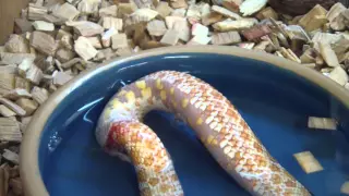 (Original) Suicidal Snake eating itself