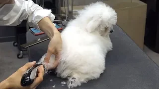 Dog Pet Baby Bichon frise First Bath&Grooming