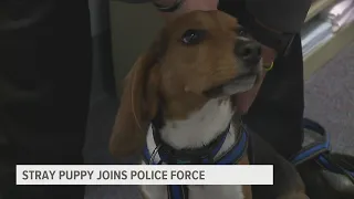 From homeless to hero: How a beagle puppy found his new family among Susquehanna Twp Police