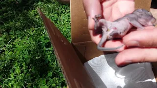 How to rescue a Baby squirrel