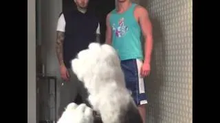 When your dog makes a mess while you're gone     w: Curtis Lepore & Buster Beans
