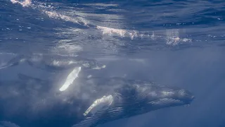 L'Océan vu du coeur - Bande-annonce