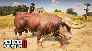 JOGANDO COM O JACK fui buscar um TOURO pra fazenda - Red Dead Redemption 2