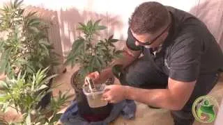 Checking Nutrient Lockout : Patient Grow Room