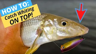 HOW-TO: Catch Whiting On Surface Lures While Wading