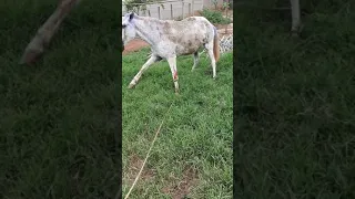 picadas de abelha em cavalo- leva a morte. abelhas matando cavalo. cenas fortes.