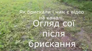 Огляд сої станом на 08. 06 після обприскування.Помітні реальні зміни/przegląd soi