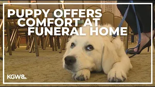 Puppy eases pain at Portland funeral home