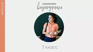 Класс Млекопитающие анатомия, физиология | Биология 7 класс #39 | Инфоурок