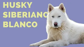 9 datos que NO SABÍAS sobre el HUSKY SIBERIANO BLANCO (Lobo Siberiano Albino)