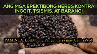 Ang Mga Herbs na MABISANG PANGONTRA sa INGGIT, TSISMIS, BARANG at MALAS! TIPUNIN mo na sa SETYEMBRE