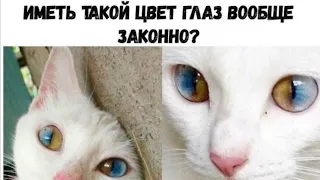 Попробуй не засмеяться / Смешные животные: коты и собаки, Приколы с котами 2020 #30