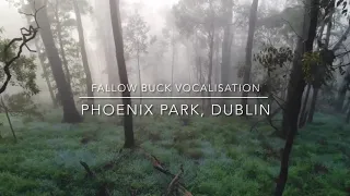 Fallow deer vocalisation - Phoenix Park, Dublin