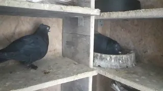 андижанские голуби чёрные двухчубые