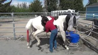 Scratching Tess's Belly