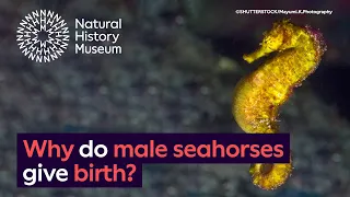 Why do male seahorses give birth? | Surprising Science
