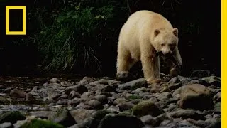 Spirit Bear Salmon Feast | Untamed Americas