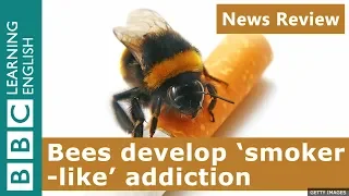 Bees develop 'smoker-like' addiction: BBC News Review