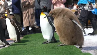 旭山動物園 今シーズン最後のペンギンのお散歩