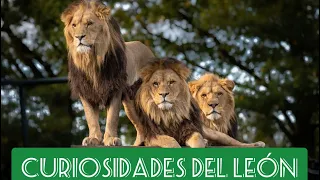 Curiosidades de los LEONES| CURIOSIDADES DEL REINO ANIMAL.