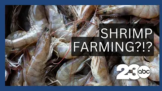 Shrimpin' in Indiana? No Ocean Required!