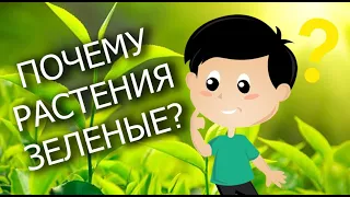 Почему растения зелёные? Фотосинтез. Воздушное питание растений.