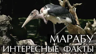 Марабу - интересные факты (Фото, Видео)