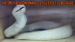 Feeding our Albino Western Diamondback Rattlesnake