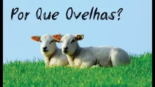 Estudo: Por Que Ovelhas?