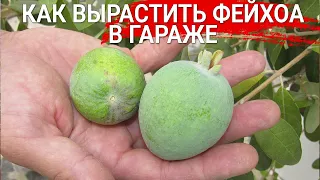 КАК ВЫРАСТИТЬ ФЕЙХОА В ГАРАЖЕ