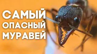 МУРАВЬИ БУЛЬДОГИ - САМЫЕ ОПАСНЫЕ МУРАВЬИ АВСТРАЛИИ! Myrmecia nigrocincta и pyriformis. Димон и пумба