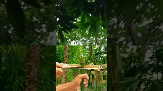 #bambooshoot #bamboogun