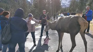 Deer attacks a woman at Eye of the Sea