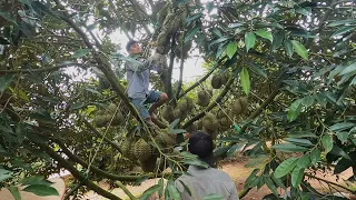 Vietnamese durian has entered the harvest season p3