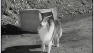 Lassie - Episode #239 - "The Trip" - Season 7 Ep. 20 -  01/29/1961