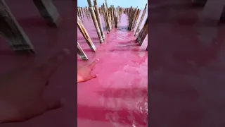 Сасык Сиваш - Розовое озеро в Крыму