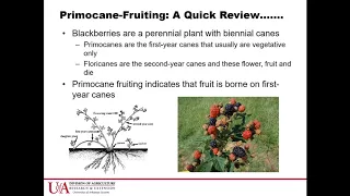 #7 High Tunnel Blackberry Production, Elena Garcia- Arkansas Blackberry School