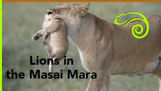 Lion cubs in the Masai Mara