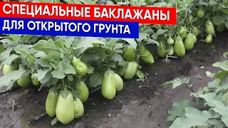 Специальные баклажаны для открытого грунта