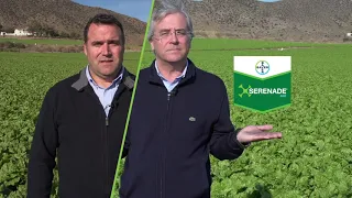 🌱🌱 SERENADE®, la fuerza natural | Biológicos Bayer