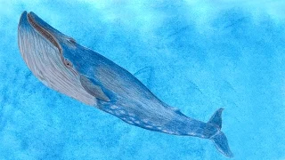 Der Blauwal - The Blue Whale - Klavierstücke von Anne J. Rochlitz