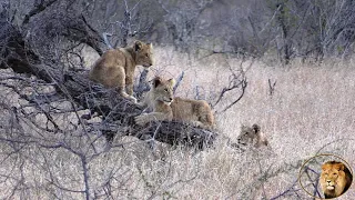 Mother Of The Cubs Of Casper The White Lion And Bros Badly Hurt | Cubs Play In Tree