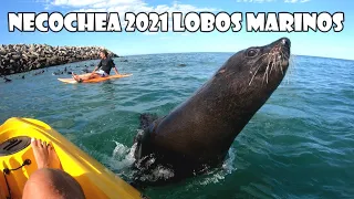 ✅ NECOCHEA 2021 LOBOS MARINOS KAYAK