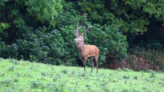 Red Deer Rut 2016