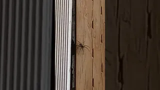 Boris the spider