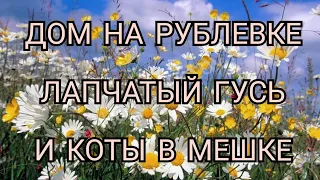 КОТЫ В МЕШКЕ. ЛАПЧАТЫЙ ГУСЬ И ДОМ НА РУБЛЕВКЕ ДЛЯ БАБЫ ГАЛИ. КАНАЛ ДОБРОЕ ДЕЛО.