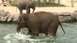 Kleiner Elefant versucht Babyelefant ins Wasser zu locken