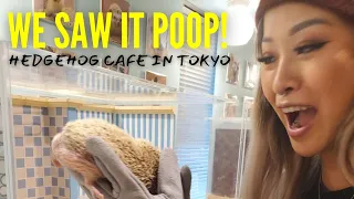 Crazy Hedgehog Café In  Shibuya Tokyo, Japan 2022