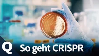 Neue Gentechnik: Forscher lieben die CRISPR/Cas Methode | Quarks